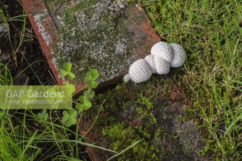 Lycoperdon marginatum - Peeling Puffball Mushrooms poussant dans les joints entre les bordures de briques rouges dans la pelouse en été,