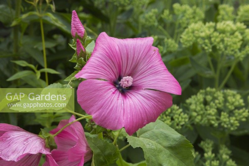 Lavatère 'Twins Hot Pink' - Mauve en été.