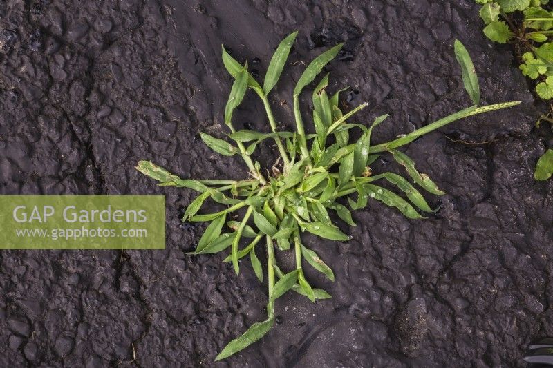 Digitaria ciliaris - Digitaire poussant à travers les fissures de la surface de la chaussée en asphalte noir en été.