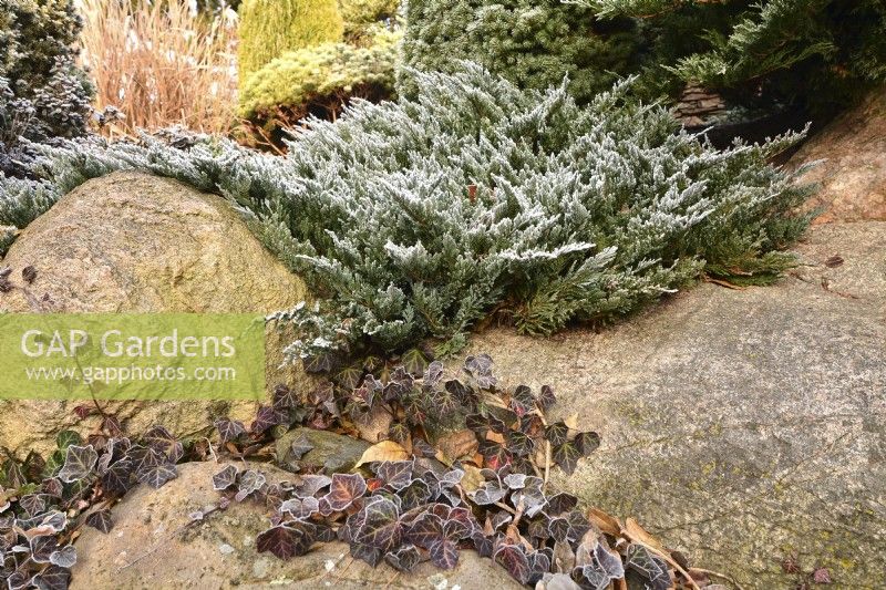 Juniperus horizontalis givré et Hedera Helix dans le jardin d'hiver. Décembre