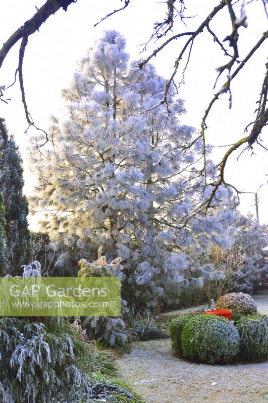 Jardin d'hiver givré avec Pinus wallichiana et arbustes, janvier
