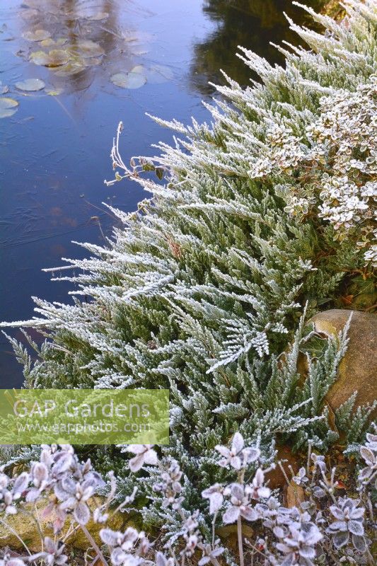 Étang gelé au four Juniperus horizontalis givré dans le jardin d'hiver. Décembre