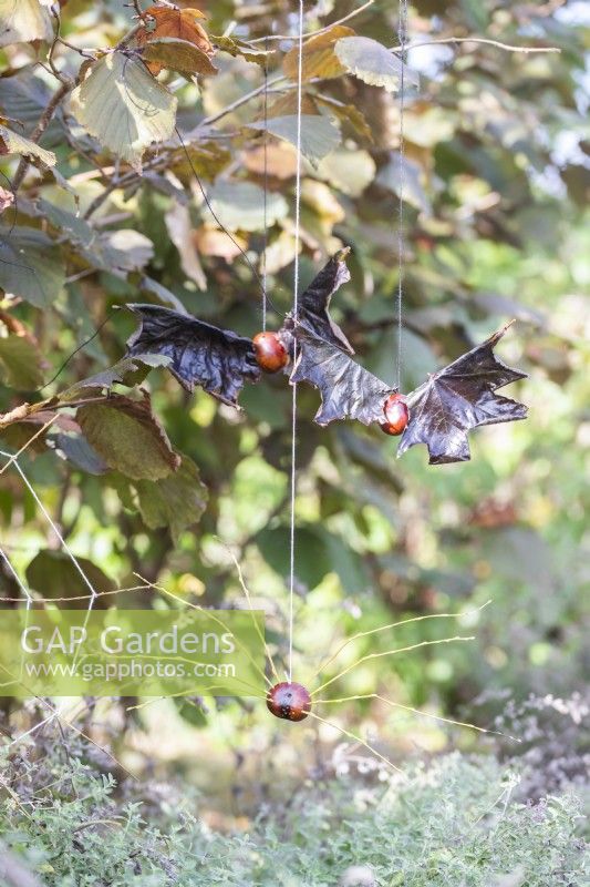 Conker et chauves-souris à feuilles d'érable avec conker et araignée de saule suspendues à Hazel