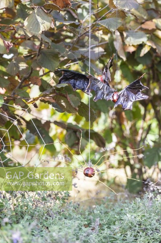 Conker et chauves-souris à feuilles d'érable avec conker et araignée de saule à côté de la toile d'araignée suspendue à Hazel