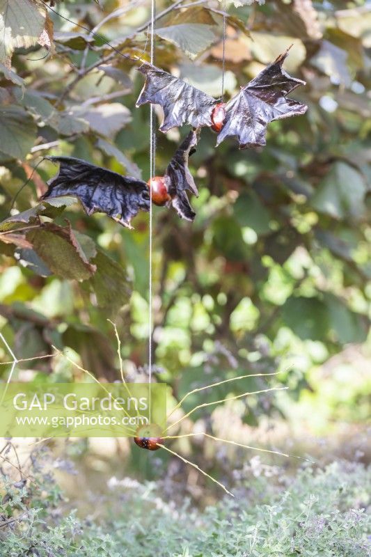 Conker et chauves-souris à feuilles d'érable avec conker et araignée de saule suspendues à Hazel