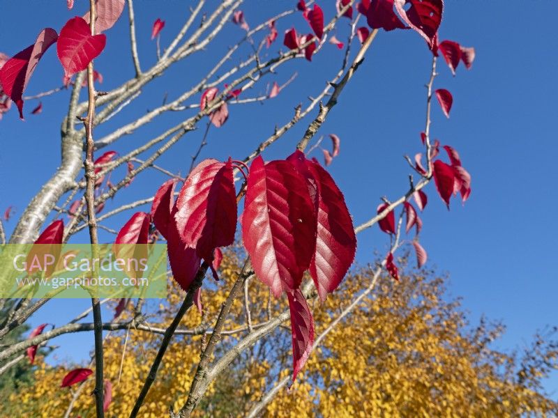 Betula ermanii - Bouleau doré et Prunus Sargentii ; Feuillage de cerisier Sargents début novembre