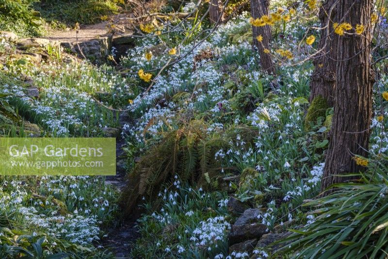 Perce-neige, sous Hamamelis x intermedia 'Pallida', Hamamélis dans le jardin des fossés du manoir East Lambrook