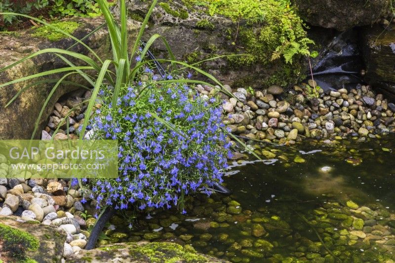 Lobelia erinus poussant en pot dans un parterre de pierre à côté de l'étang en été.