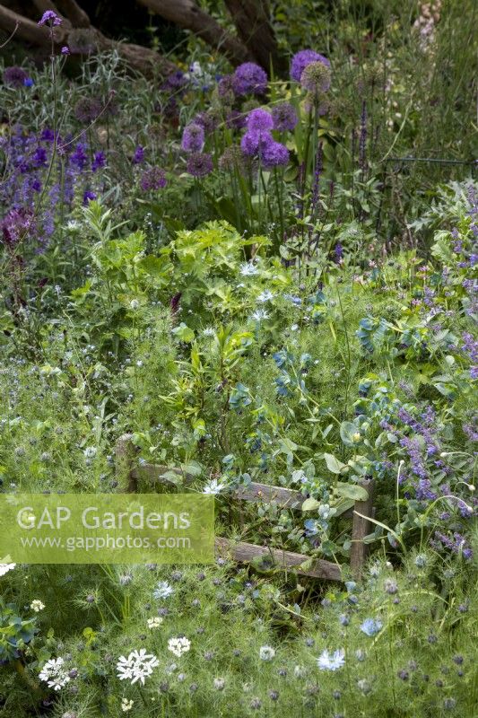 Petite clôture en bois avec Orlaya grandiflora, nigelle auto-ensemencée, Cerinthe major 'Purpurascens' et myosotis.