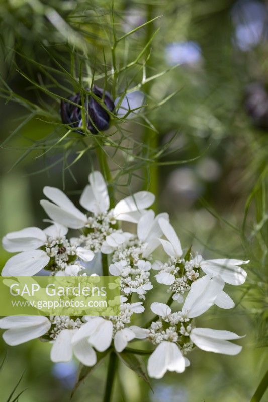 Orlaya grandiflora et nigelle auto-ensemencée.