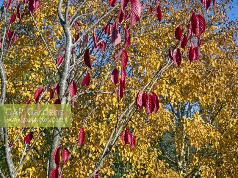 Betula ermanii - Bouleau doré et Prunus Sargentii ; Feuillage de cerisier Sargents début novembre