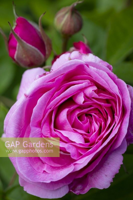 Rosa 'Gertrude Jekyll'