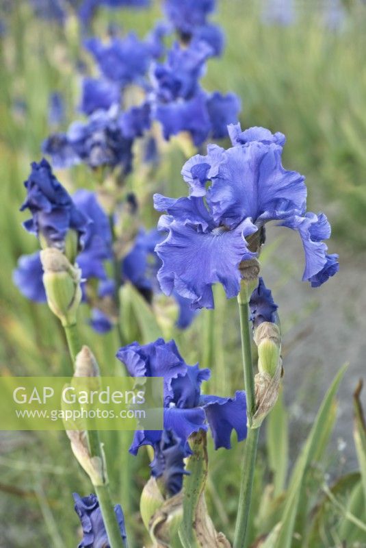 Iris barbu « Yakina Blue », mai