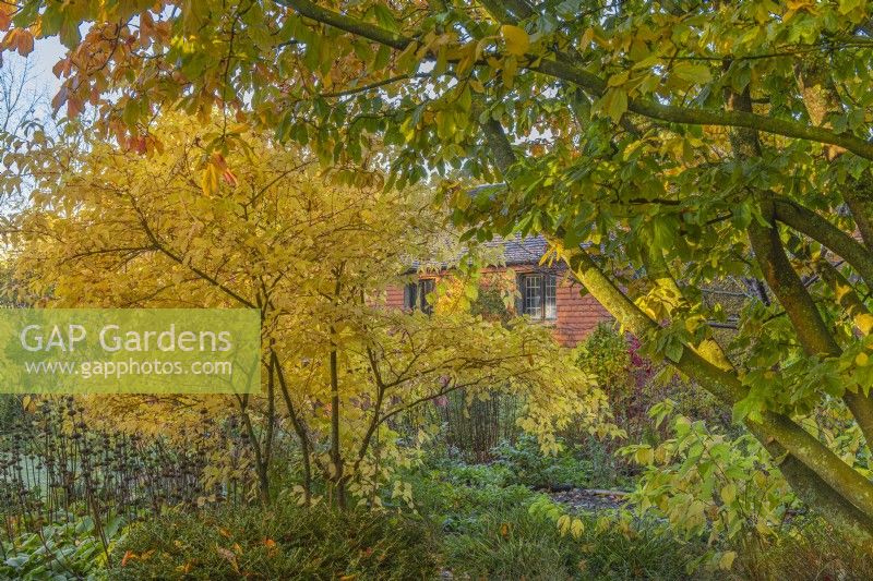 Vue sur les arbres et arbustes à feuilles caduques dans un jardin boisé de chalet informel en automne - novembre
