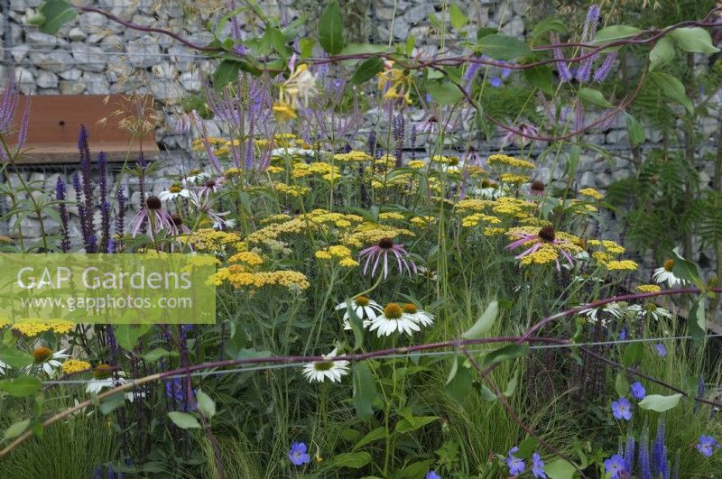 Plantes vivaces respectueuses des pollinisateurs - Echinacea pallida, Echinacea purpurea 'White Swan', Achillea millefolium 'Terracotta' - dans un jardin s'inspirant des aménagements verts du centre-ville. Nuturing Nature in the City - RHS Hampton Court Palace Garden Festival 2023. Conçu par Caroline Clayton et Peter Clayton