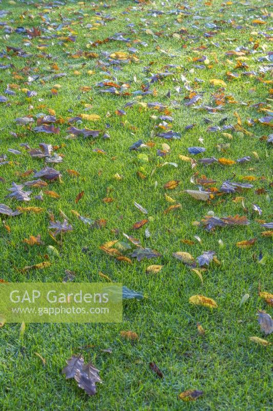 Feuilles mortes laissées sur une pelouse de jardin bien tondue en automne - novembre
