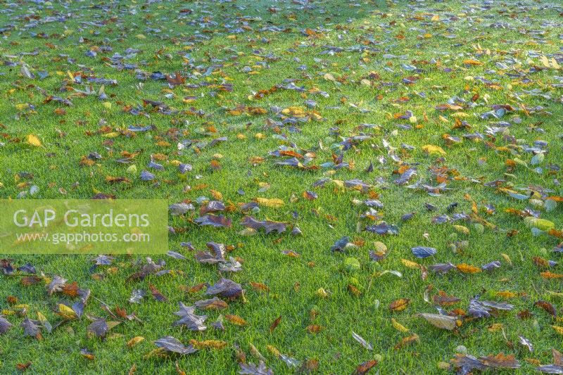 Feuilles mortes laissées sur une pelouse de jardin bien tondue en automne - novembre