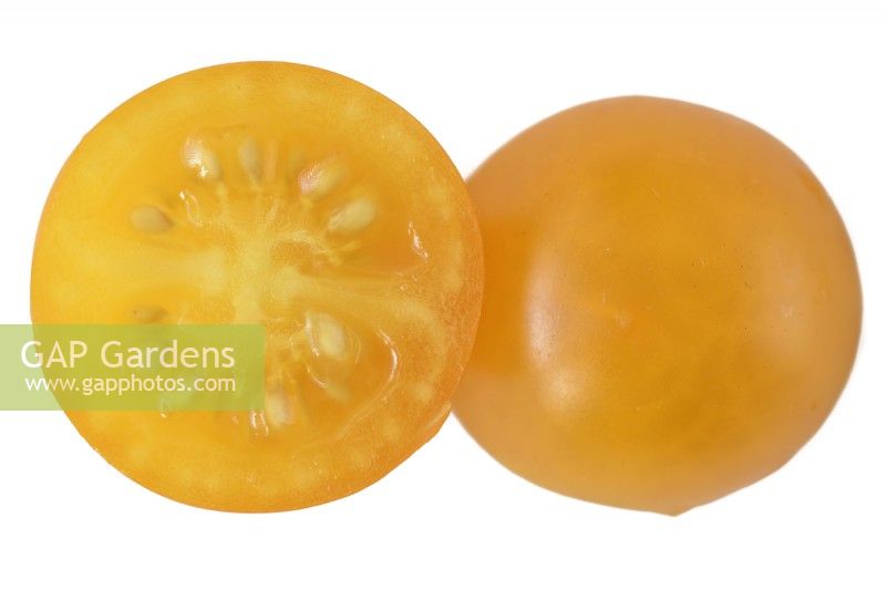 Solanum lycopersicum 'Tumbling Tom Yellow' Tomate cerise cueillie des fruits coupés ouverts Syn. Lycopersicon esculentum août