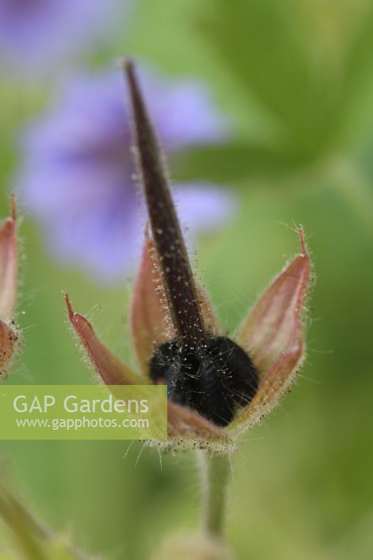 Geranium bohemicum 'Orchid Blue' Tête de graines de Cranesbill de Bohême Juillet