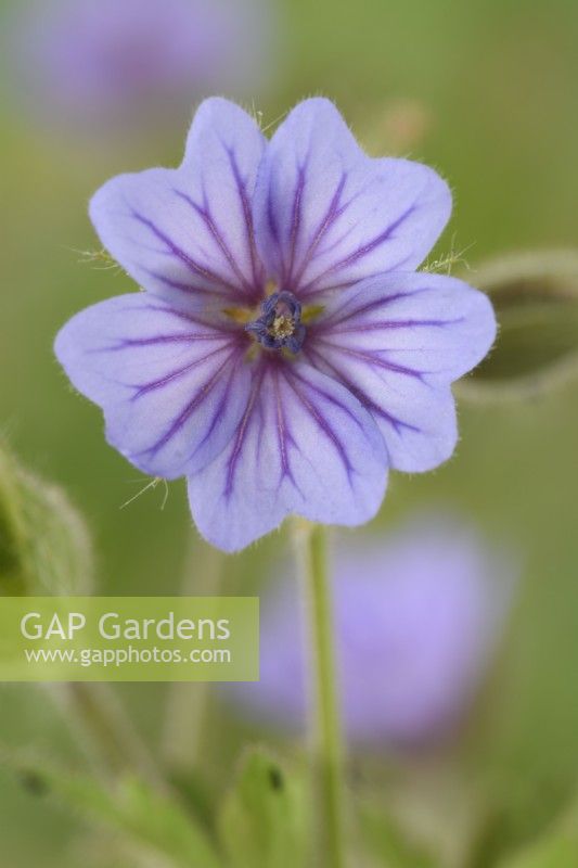 Geranium bohemicum 'Orchid Blue' Géranium sanguin de Bohême Juillet