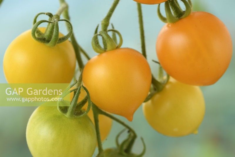 Solanum lycopersicum 'Tumbling Tom Yellow' Tomate cerise Syn. Lycopersicon esculentum août