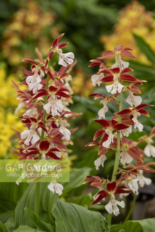 Calanthe hybrides décolorés - Jacques Amand International Ltd - RHS Chelsea Flower Show 2023