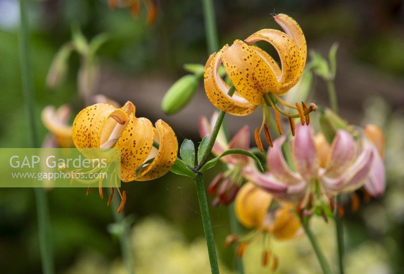 Lilium martagon 'Sunny Morning' - Jacques Amand International Ltd - RHS Chelsea Flower Show 2023