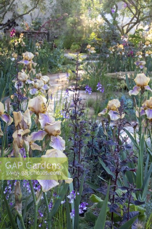 Iris 'Benton Olive' et Atriplex hortensis var. rubra sur le jardin Nurture Landscapes conçu par Sarah Price - RHS Chelsea Flower Show 2023