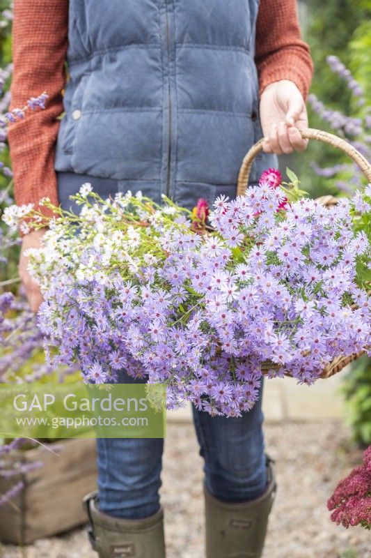 Femme marchant dans le jardin portant un panier d'Asters