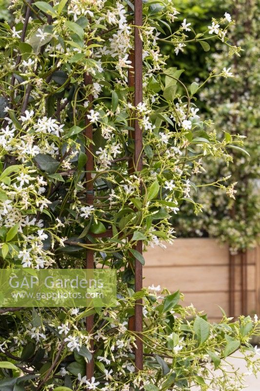 Trachelospermum Jasminoides sur un support métallique dans le jardin communautaire de London Square - Sanctuary Gardens - Designer James Smith - RHS Chelsea Flower Show 2023