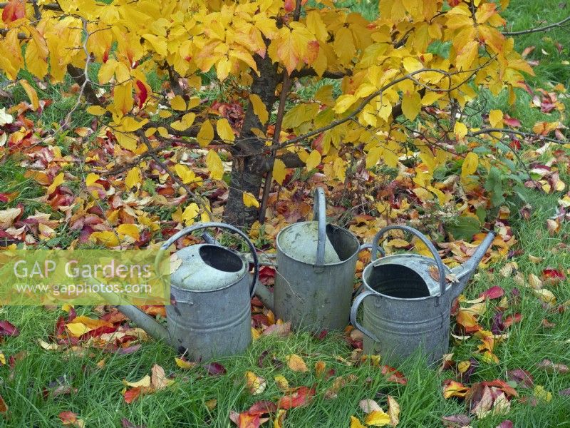 Parrotia persica - Bois de fer persan et arrosoirs Automne Novembre