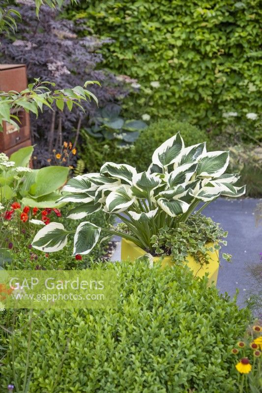 Jardinière jaune avec hosta et hedera helix dans le jardin « A Breath of Fresh Air » au BBC Gardener's World Live 2018