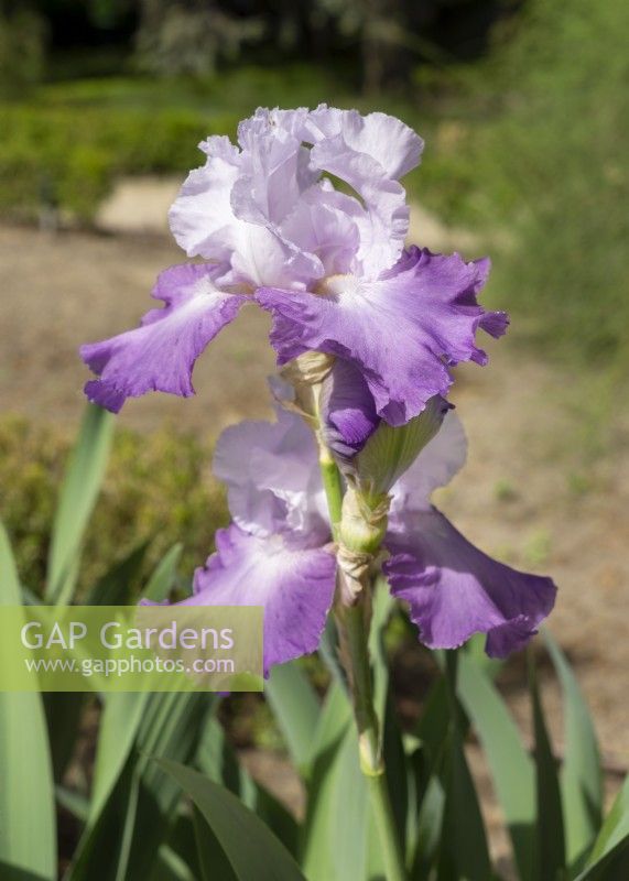 Iris x germanica Cumulus, été juin