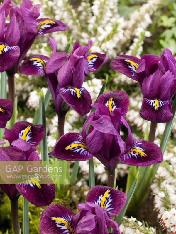 Iris reticulata Purple Hill, printemps mars