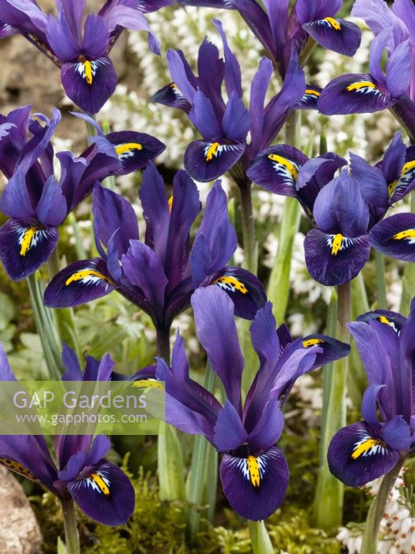 Iris reticulata Blue Hill, printemps mars