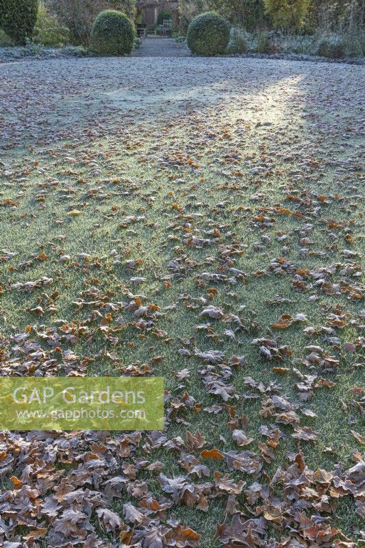 Feuilles tombées laissées sur une pelouse de jardin bien tondue et glaciale en automne - novembre