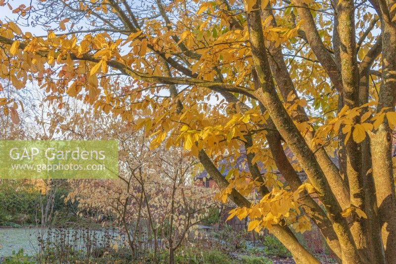 Vue sur les arbres et arbustes à feuilles caduques dans un jardin boisé de chalet informel en automne - novembre