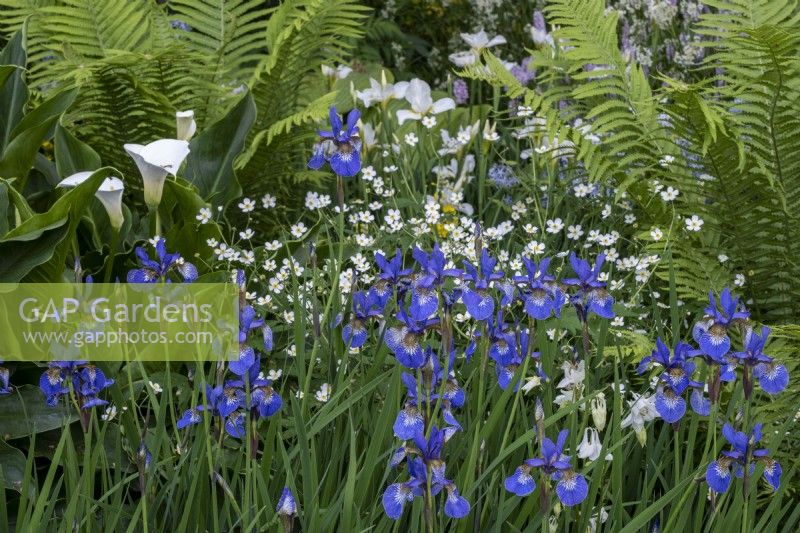 Iris sibirica 'Silver Edge, Zantendeschia 'Crowborough' dans un parterre de fleurs à thème bleu et blanc, Matteuchia struthiopteris, fougère navette derrière