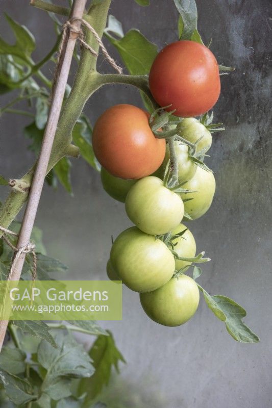 Tomate Solanum lycopersicum 'Moneymaker'