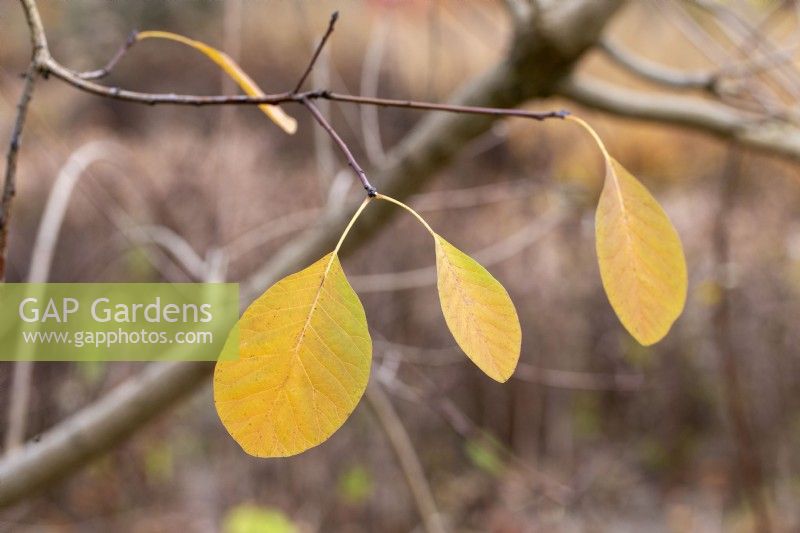 Cotinus 'Flame' - feuilles d'arbre à fumée en automne