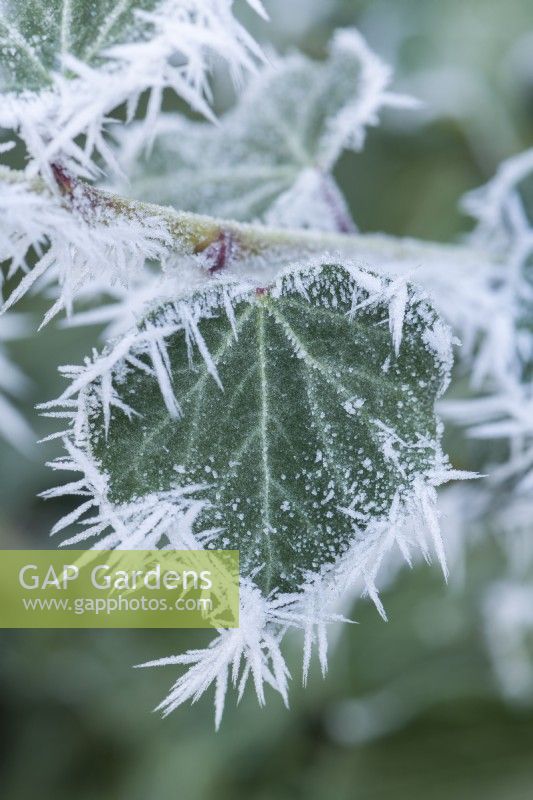 Des touffes de cristaux de glace givre en forme d'aiguille se forment sur des feuilles de lierre vert foncé. Janvier.