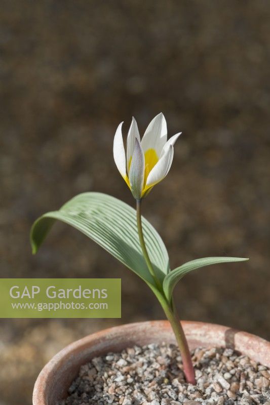 Tulipa regelii - Tulipe de Regel. Tulipe rare originaire du Kazakhstan au feuillage strié très distinctif. Floraison dans les jardins botaniques de Cambridge. Mars