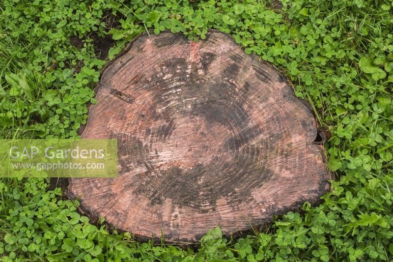 Coupez une souche d'arbre à feuilles caduques entourée de Centella asiatica - Gotu Kola en été.