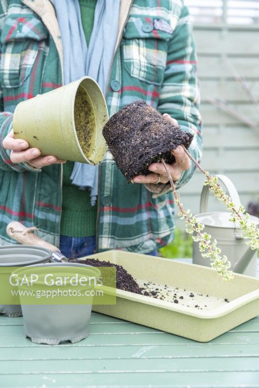Femme retirant des boutures de Pelargonium du pot, exposant les racines