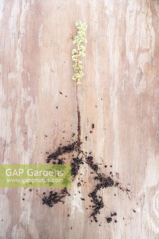Pelargonium crispum variegatum coupant sur planche de bois avec racines exposées