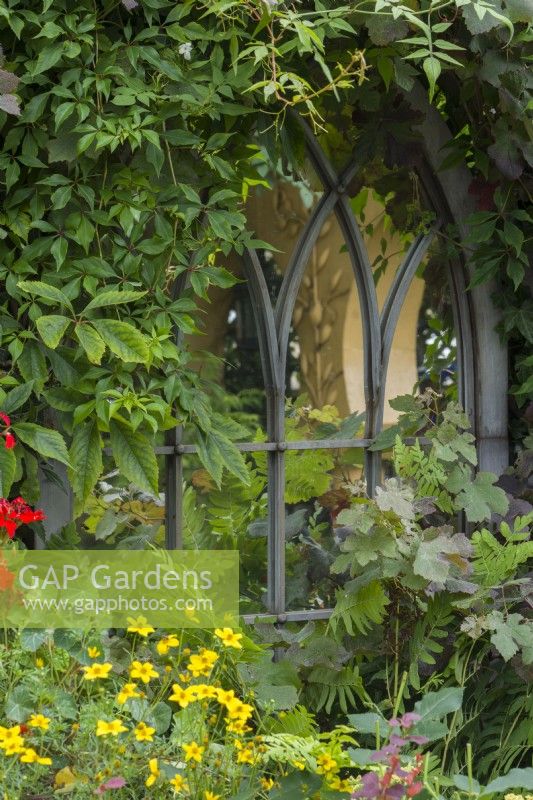 Fenêtre en faux plomb de style gothique située au milieu du feuillage sur une clôture avec reflet du jardin. Vitis vinifera 'Purpurea', Parthenocissus quinquefolia. Juillet