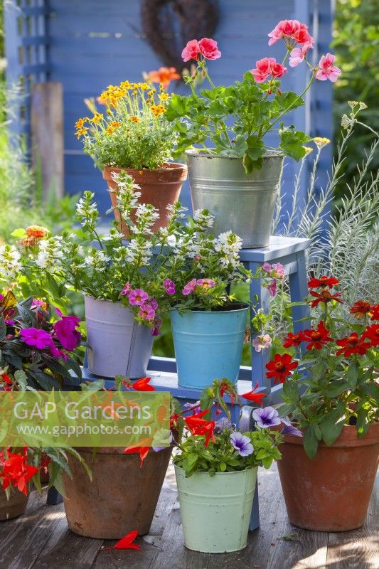Pots avec fleurs annuelles affichés sur une échelle. Les plantes sont Impatiens, Pelargonium, Zinnia, Scaevola et Surfinia.