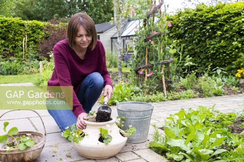 Femme plaçant du compost dans le pot de fraises