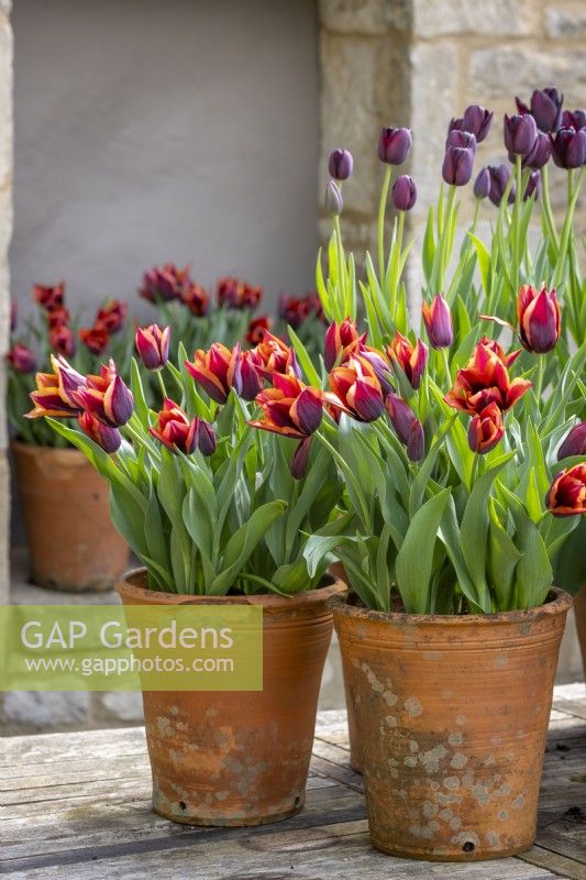 Groupe de pots exposés sur une table dans la cour. Tulipa 'Slawa' syn. Tulipa 'Muvota' et Tulipa 'Reine de la Nuit'