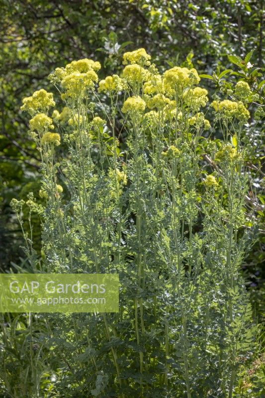 Thalictrum flavum subsp. glaucum 'Ruth Lynden-Bell'